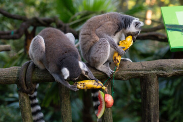 a beautiful lemur with a striped tail in the zoo eats a banana