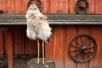 beautiful bird Red-Legged Seriema in captivity in the zoo