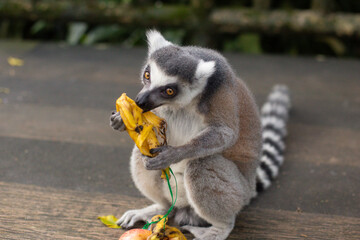 a beautiful lemur with a striped tail in the zoo eats a banana