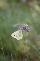 Portrait of beautiful butterfly on a plant