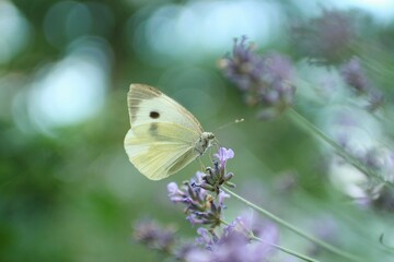 Portrait of beautiful butterfly on a plant
