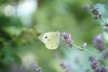 Portrait of beautiful butterfly on a plant