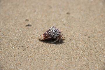 An Hermit Crab on the sand