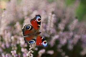 Portrait of beautiful butterfly on a plant