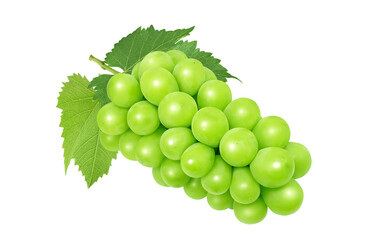 Obraz premium シャインマスカットのイラスト マスカット リアル