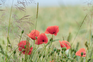 Obraz premium Vibrant red poppies in a lush field on a sunny day, creating a picturesque scene of natures beauty