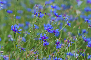 Vibrant blue wildflowers bloom in a lush green field, creating a picturesque countryside landscape