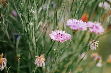 flowers in the garden