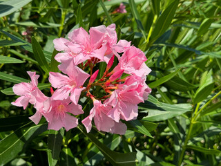Pink flowers oleander nerium bush