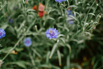 Obraz premium flowers in the garden