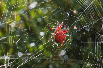 Spider weaving its web
