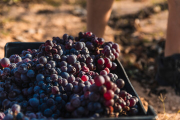 Filling crates of grapes after harvesting