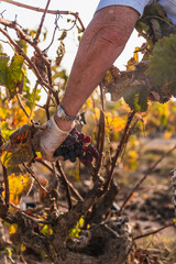 Person harvesting grapes