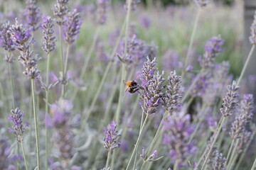 Hummel auf Lavendel