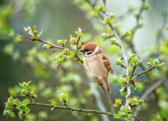 Sparrow sitting on the branch of a tree