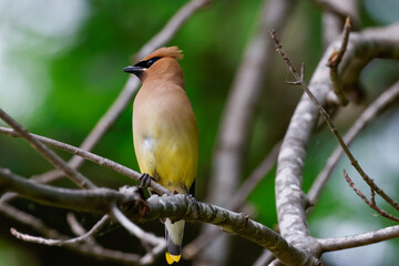 Cedar Waxwing 