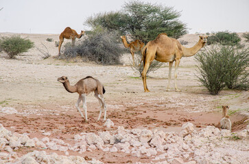 Young camel calf with the mother and other camels in the desert