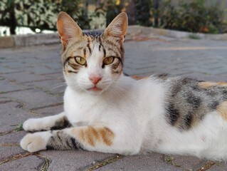 A Tranquil Moment: The Grace and Serenity of a Calico Cat, a Silent Guardian of Urban Mysteries