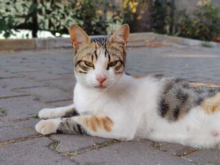 A Tranquil Moment: The Grace and Serenity of a Calico Cat, a Silent Guardian of Urban Mysteries