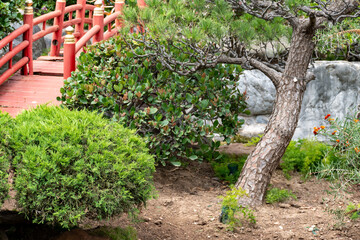 Landscape urban design, city park in Japan style with stones, bonsai pines trees, flowers, little briges, water falls in center of Monte-Carlo city, Monaco