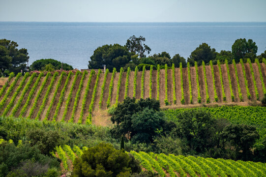Landscape of French Riviera, view on hills, houses and green vineyards Cotes de Provence, production of rose wine near Saint-Tropez and Pampelonne beach, Var, France