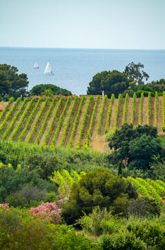 Landscape of French Riviera, view on hills, houses and green vineyards Cotes de Provence, production of rose wine near Saint-Tropez and Pampelonne beach, Var, France