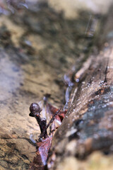 Tiny mushroom fungus nature wooden branch