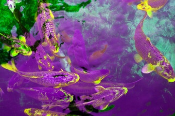 Koi fish in water. Colorful background.