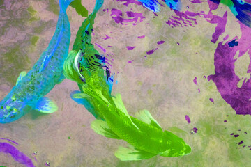 Colorful Koi fish in the pond, closeup of photo