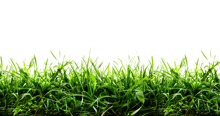 transparent fresh spring green grass