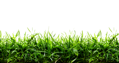 transparent fresh spring green grass