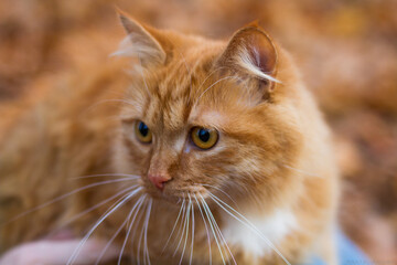 close-up portrait of a beautiful red cat
