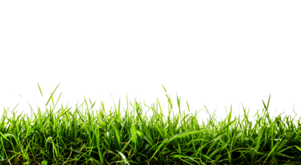 transparent fresh spring green grass