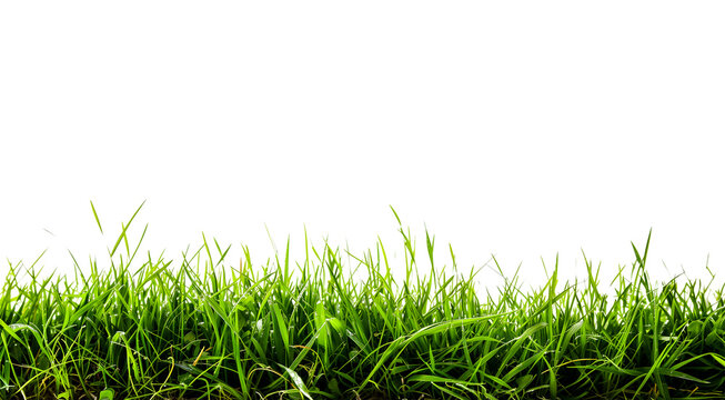 transparent fresh spring green grass