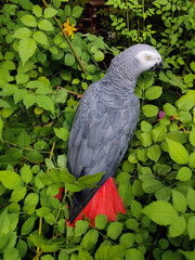 a large gray African red-tailed jaco parrot