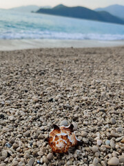 sea shell on pebbles in the middle of the beach on the seashore