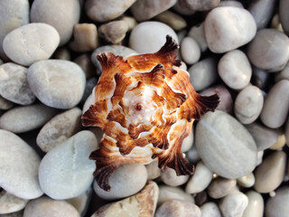 sea shell on pebbles in the middle of the beach on the seashore