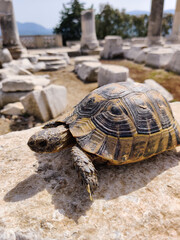 a turtle in the ruins of an old ancient city