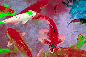 Colorful koi fish swimming in the water. Abstract background.