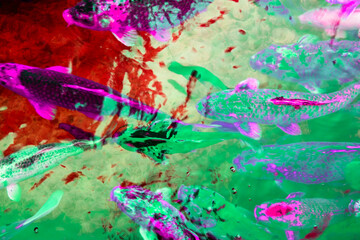 Colorful koi fish in the pond, closeup of photo