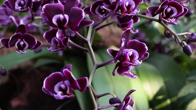 Close Up of Deep Purple Orchids Blooming in Garden