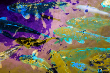 Colorful koi fish swimming in water, closeup of photo