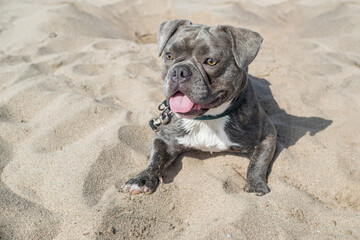 Gerona, Spain:07.20.2024; The blue bully lay down on the sand