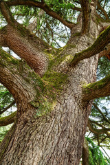 Fototapeta premium Bottom view on huge old spruce trunk covered with moss. Amazing fairytale background of nature.