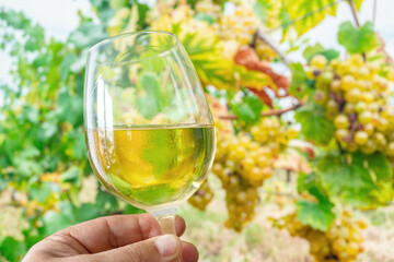 Glass of white wine in man hand and cluster of grapes on vine at the background.