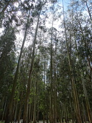 Bosque con &aacute;rboles de gran altura