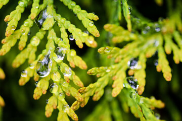 Beautiful plants from my garden.