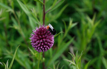 Hummel auf Blume