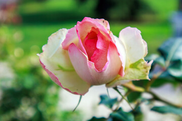 Close-up macro view of  red white bloomed rose in the nature, natural background