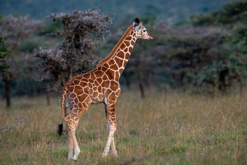 Kenyan Giraffes Maasai Mara Kenya East Africa